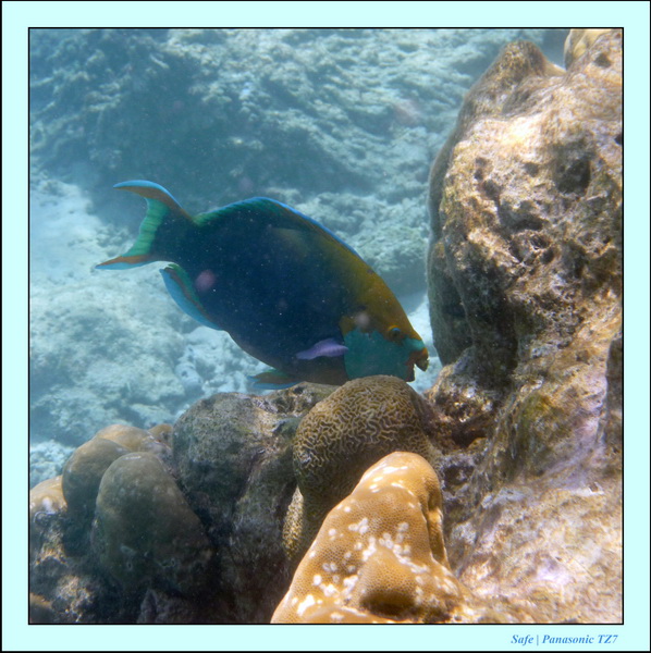 2009   07   Perhentians 010